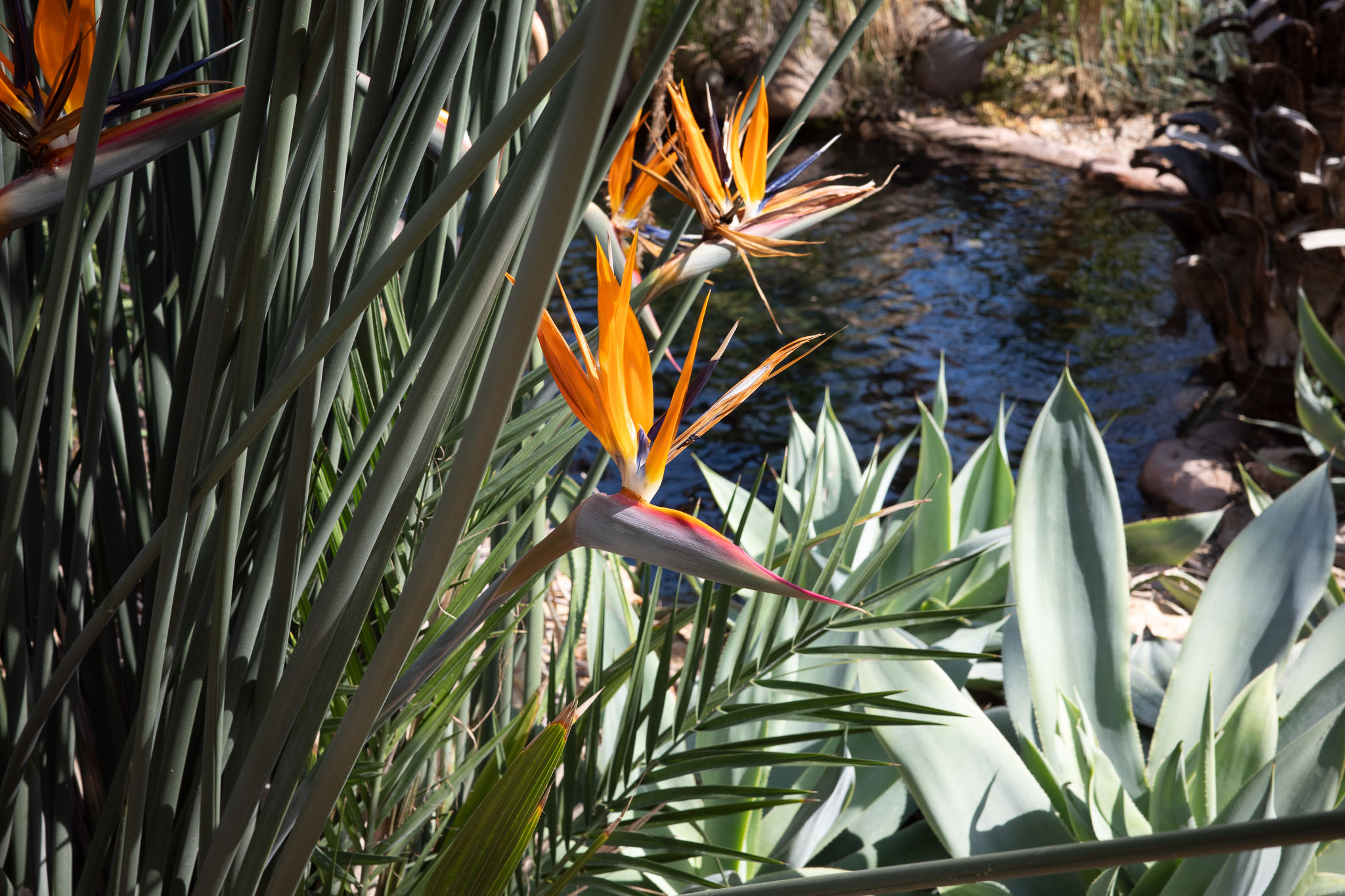 mitchellparkdomes2024 07