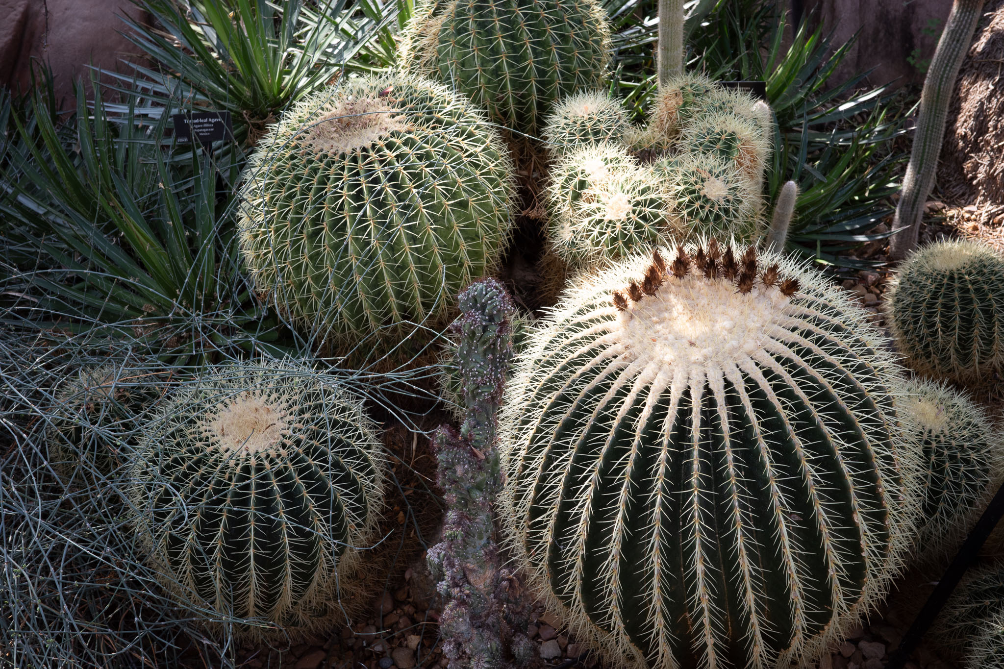 mitchellparkdomes2024 08