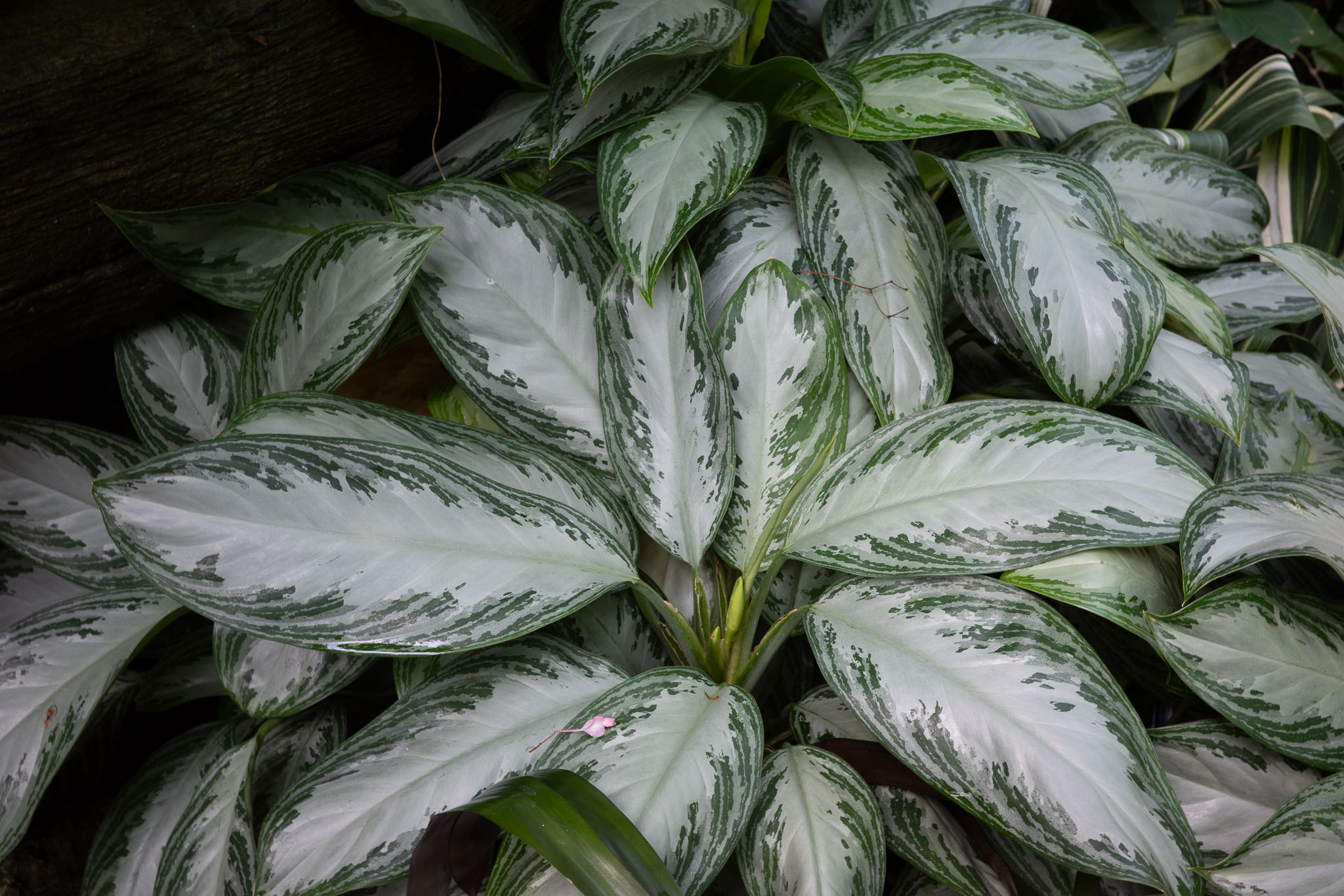 mitchellparkdomes2024 11