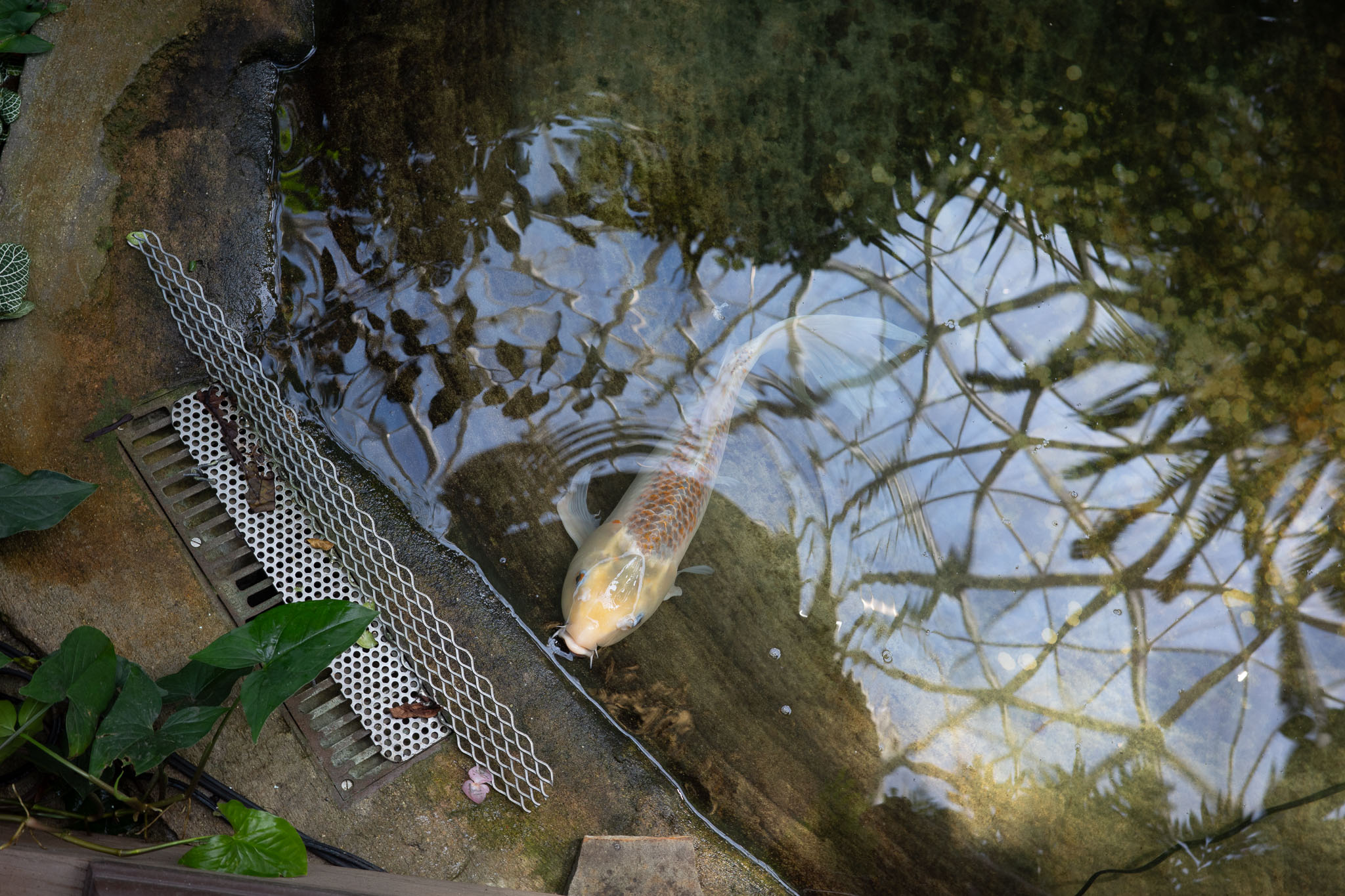 mitchellparkdomes2024 12