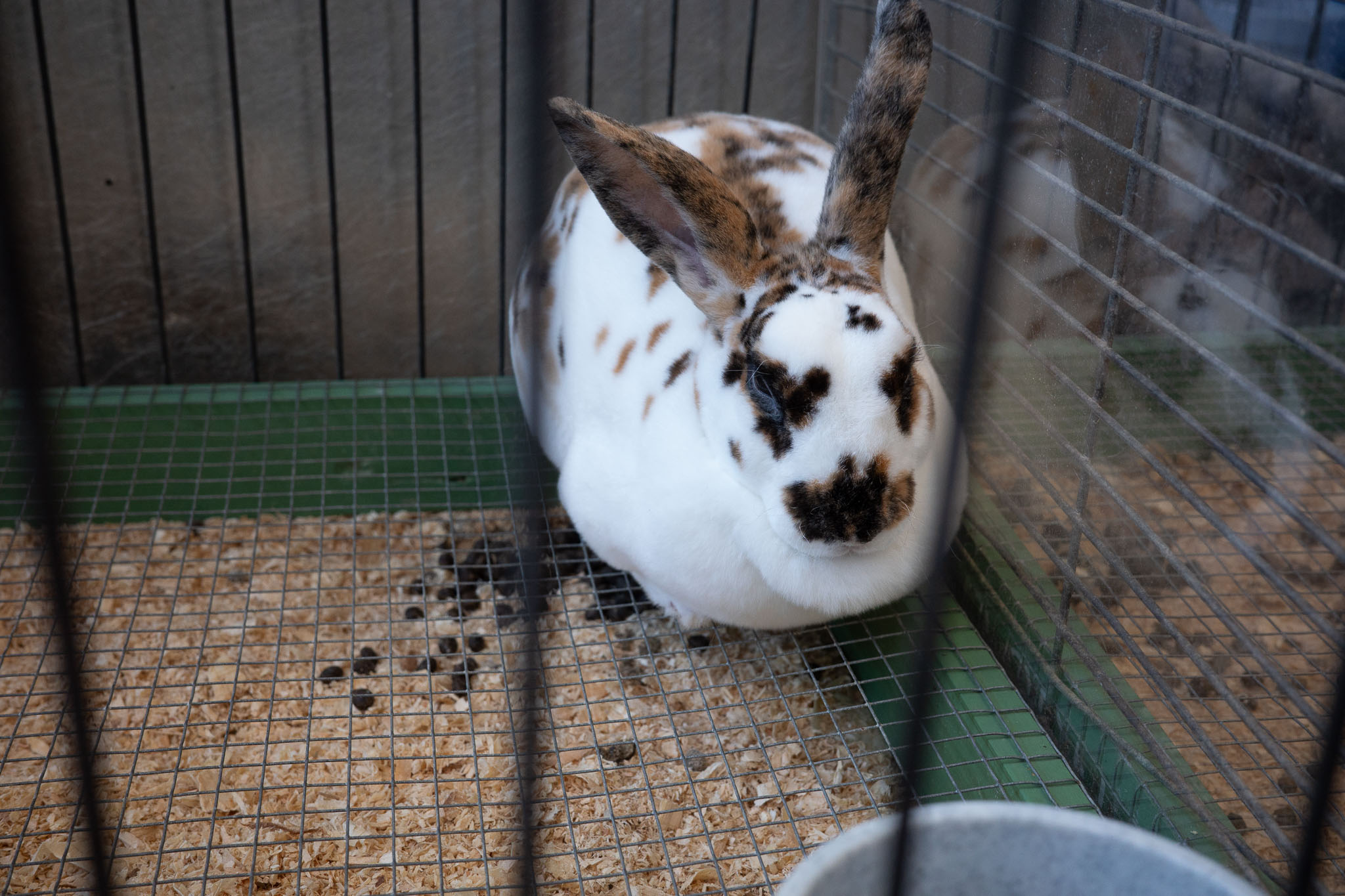 Minnesota State Fair 2025 - Photo 9