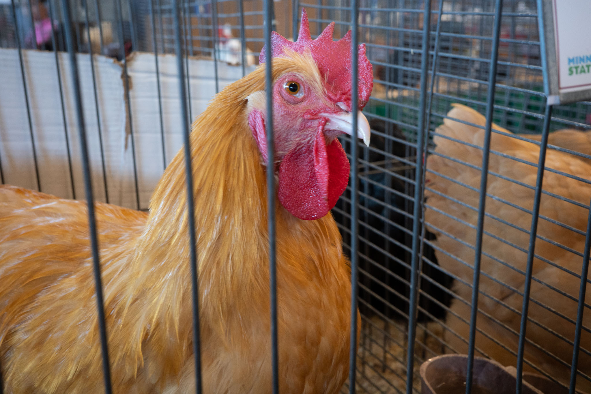 Minnesota State Fair 2025 - Photo 11